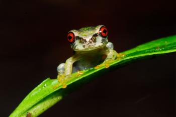 How to Rescue These Adorable Tree Frogs