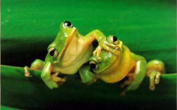 Frog Research - Amazing Animals - Grade 1 Research Project - School ...