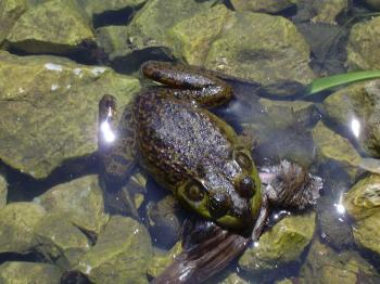 Frog in the Water