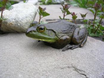 Frog on the Rock