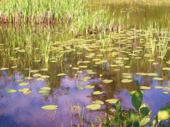 Frog Pond Free Stock Photo - Public Domain Pictures