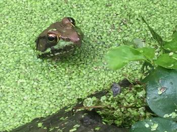 Barking Frog Farm | Inspiring children and their parents to enjoy ...