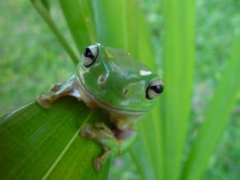 Frog Upclose