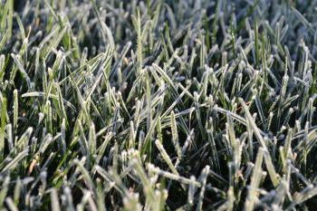 Fall frost on grass means that winter is fast approaching.