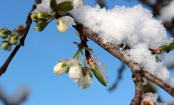 Frost on Plum Tree