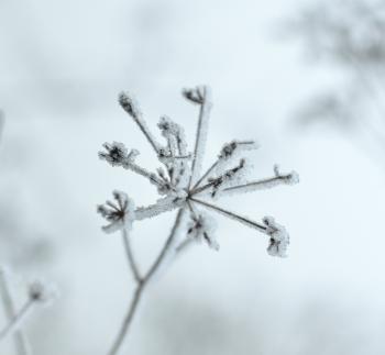 Frosty Twigs