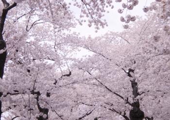 Springtime in Washington DC | Laugh, Sweat, Love and be Vegan!