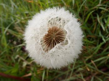 Frozen Dandelion - Imgur