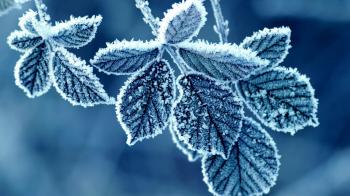 frozen flower wallpaper
