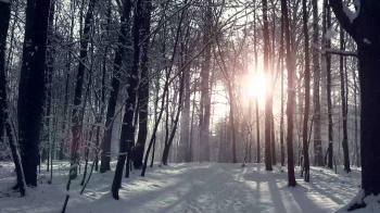 Imagine yourself in a frozen forest - YouTube