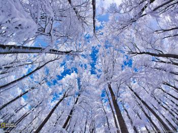 Inspiration Cupcake: Photo Friday: Frozen Forest
