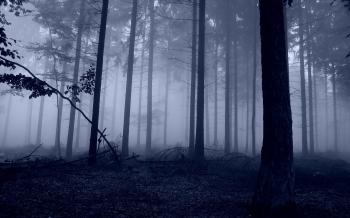 Frozen Forest Wallpaper #6883195