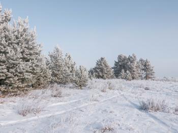 Frozen forest
