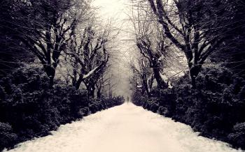 Frozen passage through the forest wallpaper | 2560x1600 | 1429 ...
