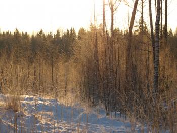 Frozen forest