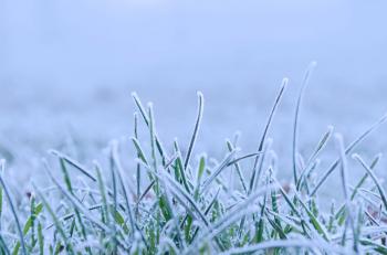 Frozen Grass Free Stock Photo - Public Domain Pictures