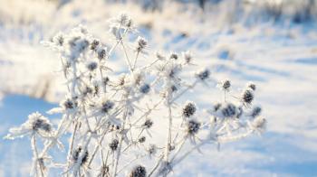 DOLLY: frozen grass in the sun Stock Video Footage - VideoBlocks