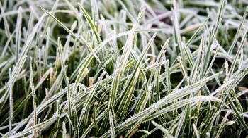 How Does Cold Weather Effect Your Lawn? | Atlanta Pest Control