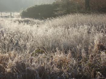 Free Stock Photo 3475-frozen meadow grasses | freeimageslive