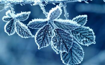 Winter: Frozen Leaves Beautiful Leafs Winter Blue Nature Full HD ...