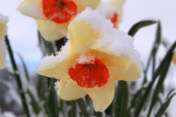 Frozen Narcissus