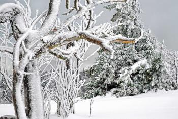 Free picture: winter, frost, snow, frozen, cold, ice, plant, tree ...