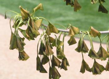 Freeze Damage to Landscape Plants | News