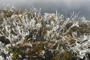 Free Stock Photo 5816 frost winter plants | freeimageslive