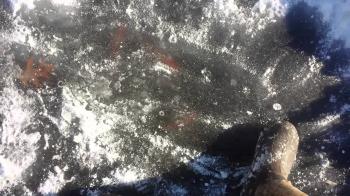 Frozen pond fish - YouTube
