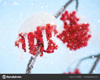 Frozen rowan berries — Stock Photo © leonidIkan #131039880