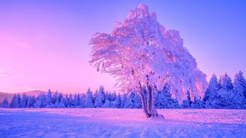 Frozen Lonely Tree Wallpaper | Wallpaper Studio 10 | Tens of ...