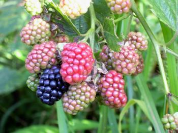 Watauga County 4-H: 4-H Fruit Plant Sale