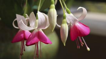 Fuchsia | San Diego Zoo Animals & Plants