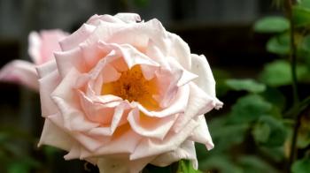 Large fully bloomed light pink rose flower with layered petals ...
