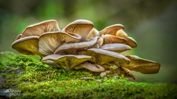 Fungi Gallery — Shoey Photography