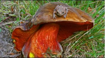 The first official Red Data List for British fungi | Kew