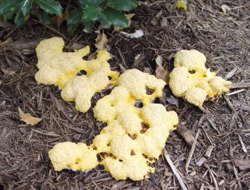 Fungus Fest | Garden Housecalls