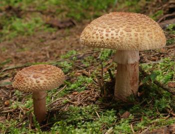 Why fungi? | Grow Wild
