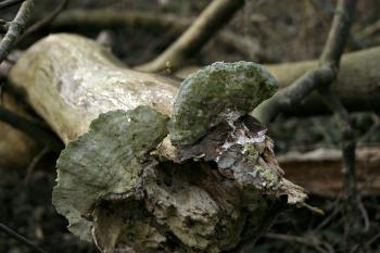 Fungus on a broken tree