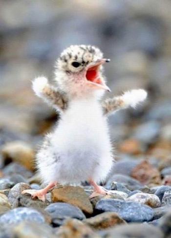 25 Very Funny Bird Face Pictures That Will Make You Laugh