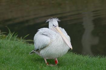 pelican_at_longleat_safari_park_cool_funny-oloa.jpg