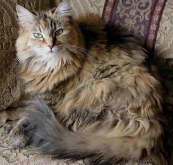 Busan the Cat - Photoblog: Furry cats #1