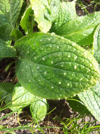 identification - What is this furry, prickly leafed plant, found in ...