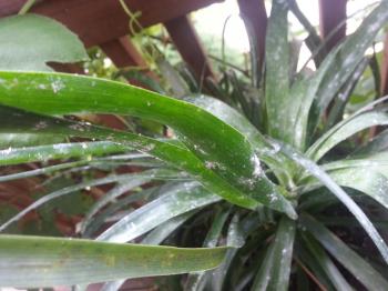 houseplants - White fuzzy hairy stuff on plant leaves...ugh, what to ...
