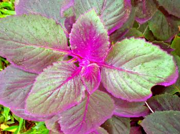 Finest Plants With Fuzzy Leaves On Daceeedcfa on Uncategorized ...