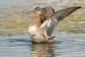 Gadwall | Audubon Field Guide
