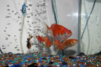 Gang of Goldfish
