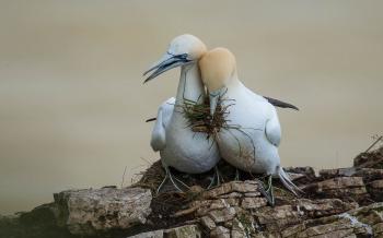 Gannet Bird Family Love Among Birds Wallpaper Hd Widescreen ...