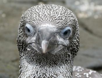 Juvenile Gannets | Isle of May National Nature Reserve