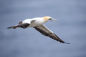 Nesting Colony of Northern Gannets - Cape St. Mary's, Newfoundland ...